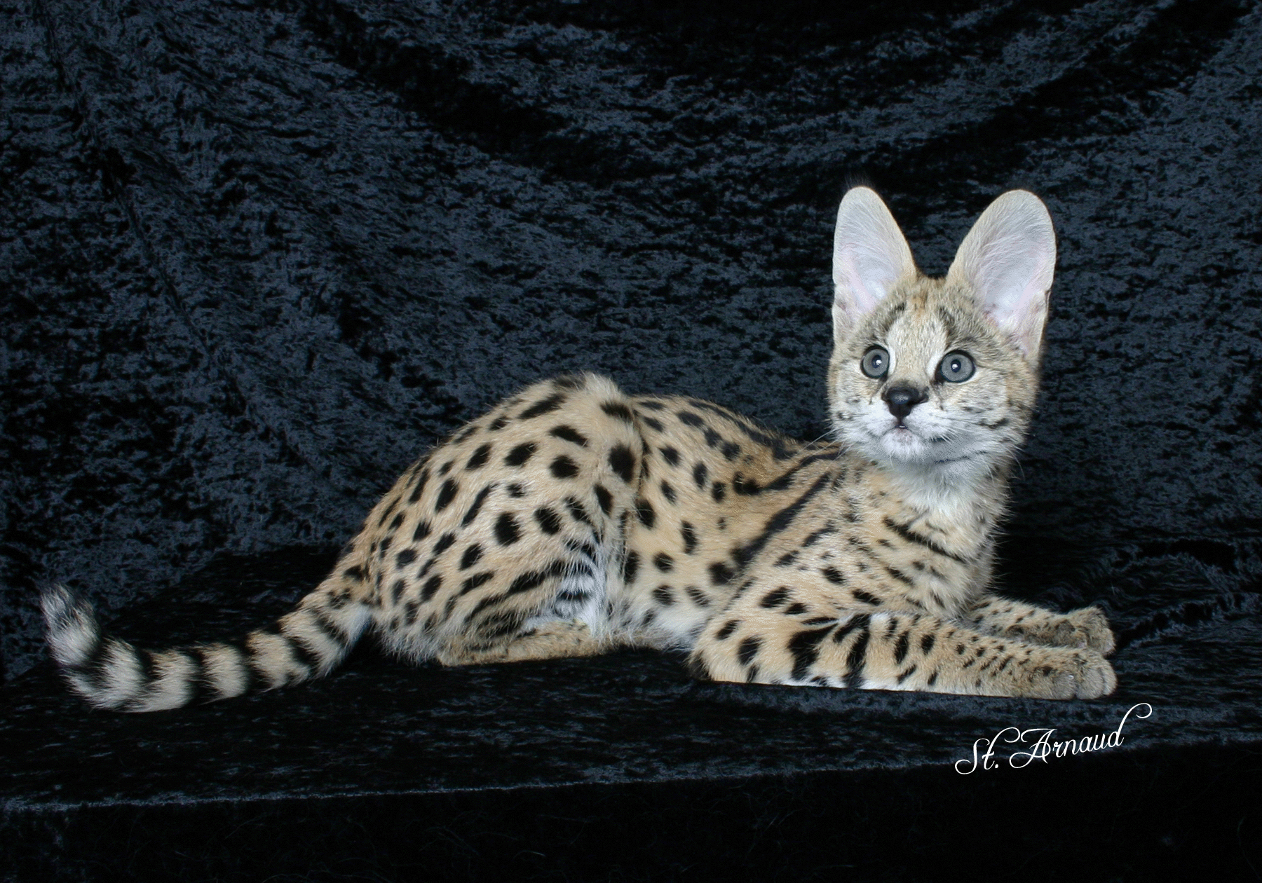Click here to see more on servals