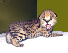 Click here to see more on servals