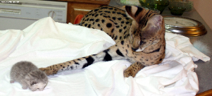 Click here to see more on servals
