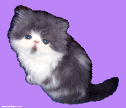 Romeow